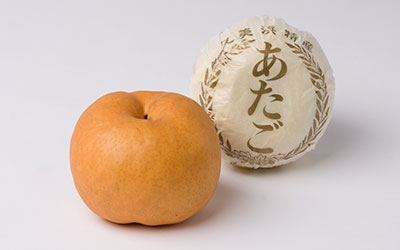秋の味覚　日本でいちばん大きい梨　あたご梨
